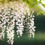 Taille de la glycine