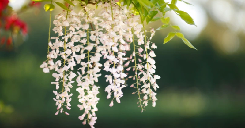 Taille de la glycine