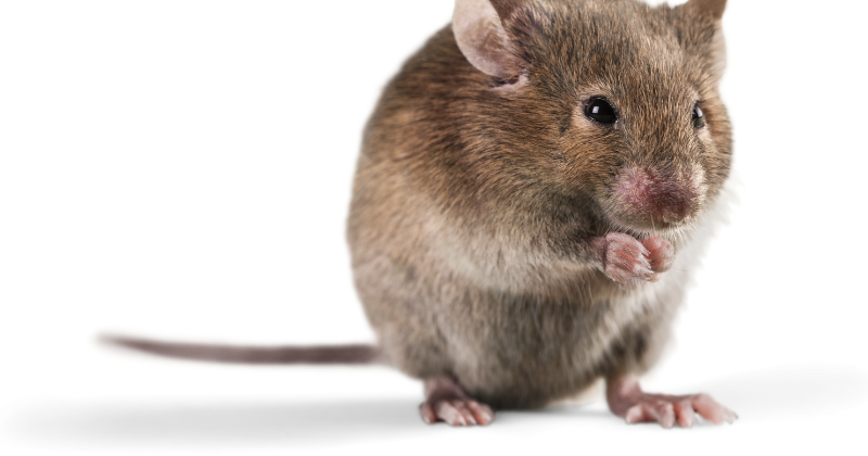 souris