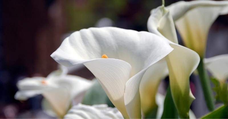 refleurir les callas