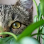Plantes Amies des Chats
