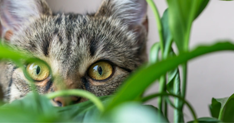 Plantes Amies des Chats