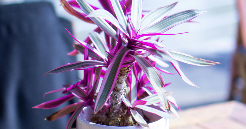 Tradescantia pallida