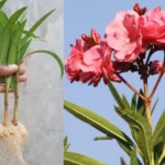 Bouturer le laurier rose
