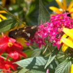 vivaces qui fleurissent pour des décennies