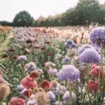 Graines de Fleurs