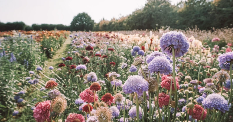Graines de Fleurs