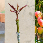Greffage de plants de manguiers