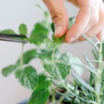 tailler les plantes
