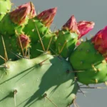 fleurir un cactus
