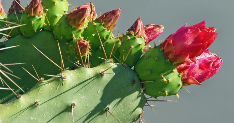 fleurir un cactus