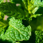 Les Plantes Médicinales