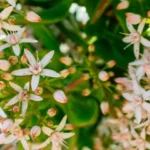 fleurir un arbre de jade