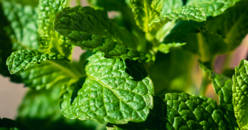 Les Plantes Médicinales