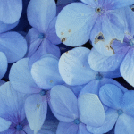 feuilles d’hortensia
