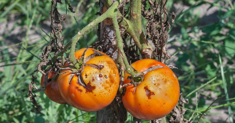 Maladies de la tomate