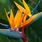 L’oiseau de paradis