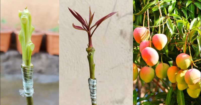 Greffage de plants de manguiers