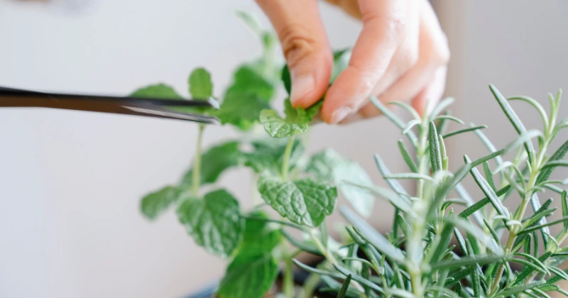 tailler les plantes