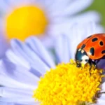 attirent les coccinelles