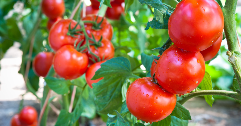 Calendrier lunaire pour réussir vos tomates