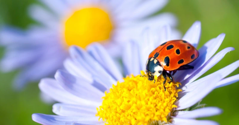 attirent les coccinelles