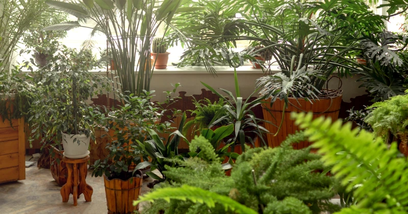 Les meilleures plantes pour détoxifier naturellement l’organisme