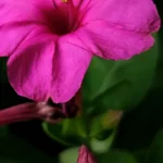 Fleurs qui s'ouvrent la nuit