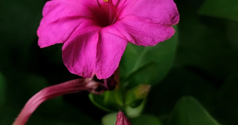 Fleurs qui s'ouvrent la nuit