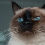 Les races de chats