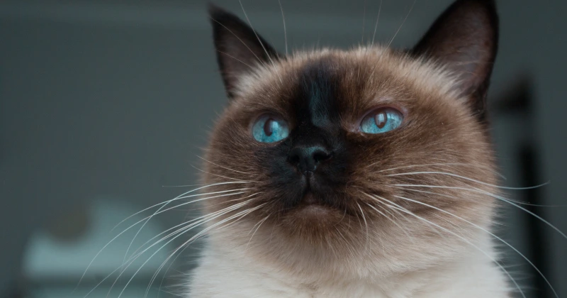 Les races de chats