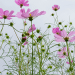 Fleurs qui Fleurissent en Automne
