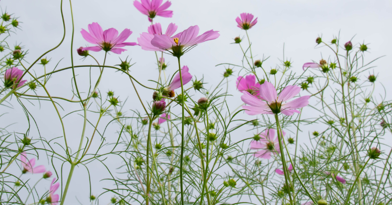 Fleurs qui Fleurissent en Automne