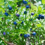 Cultiver des Myrtilles