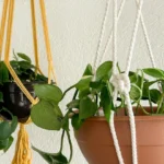 Plantes suspendues