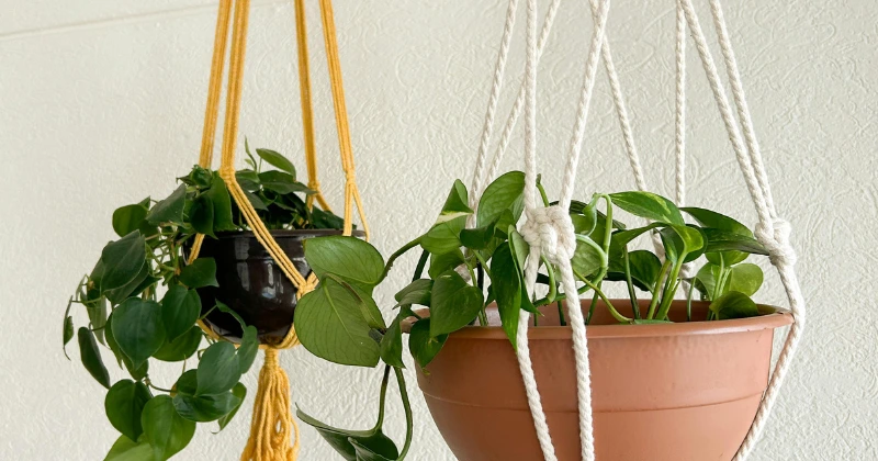 Plantes suspendues