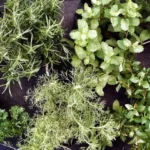 herbes