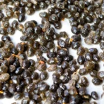 Graines de Papaye