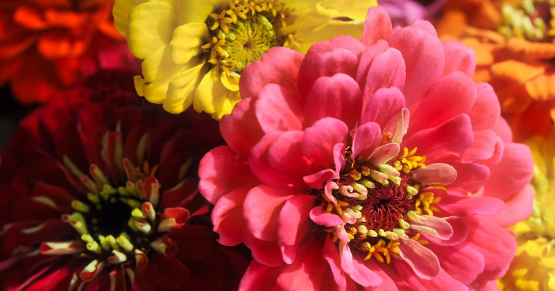 zinnias