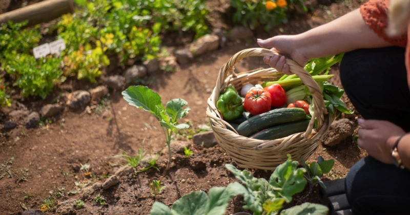 astuces de jardinage