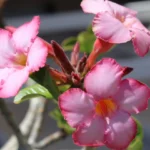 Adenium obesum
