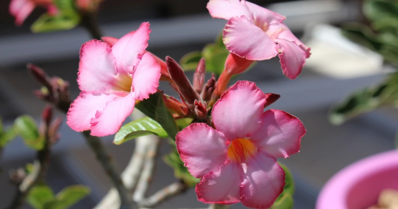 Adenium obesum