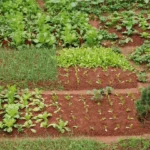 Les légumes