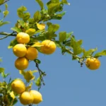 Les maladies des citronniers