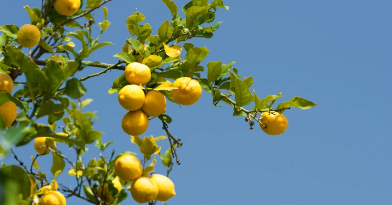 Les maladies des citronniers