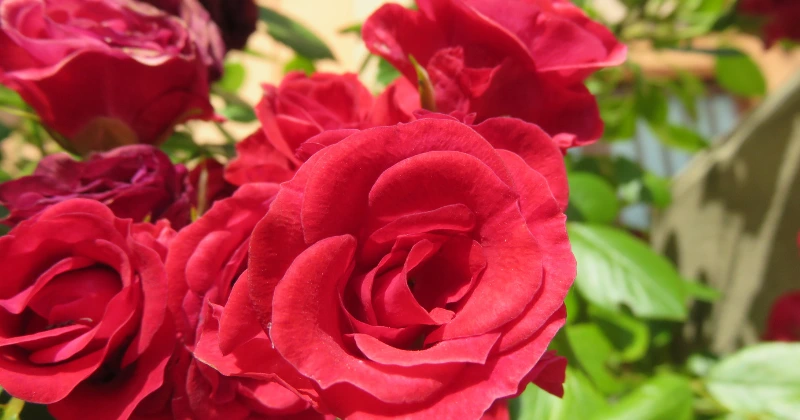 la floraison