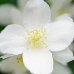 pousser un jasmin à partir de feuilles