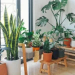 Plantes d’intérieur