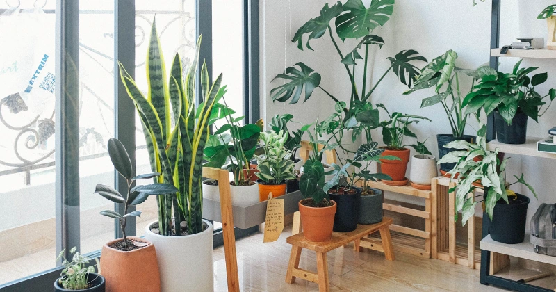 Plantes d’intérieur
