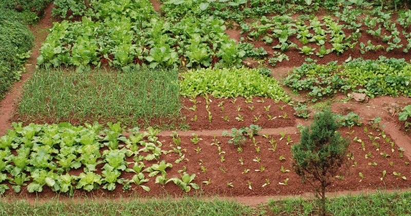 Les légumes